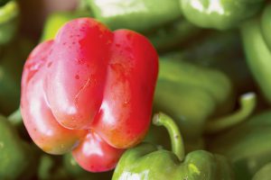 Mobile Market Peppers