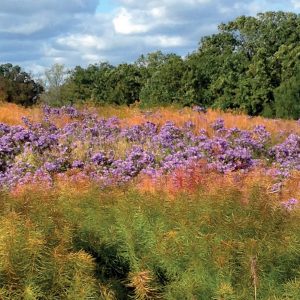 Potomac Review Fall 2024 Issue 75 Banner