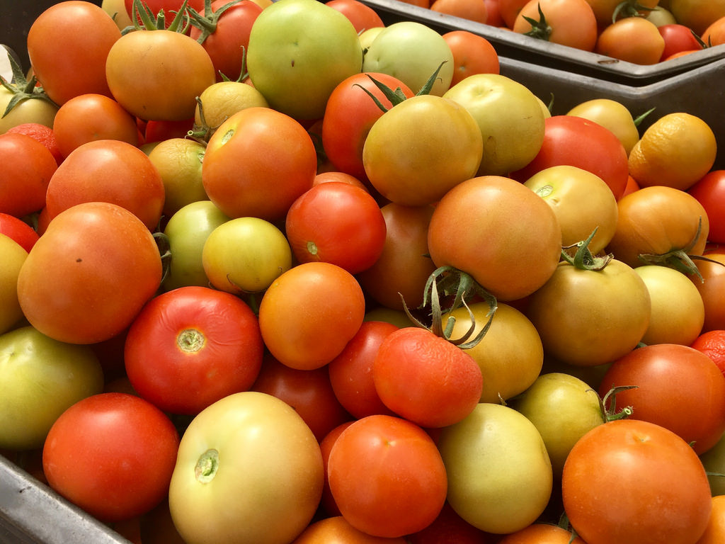 Fresh Tomatoes