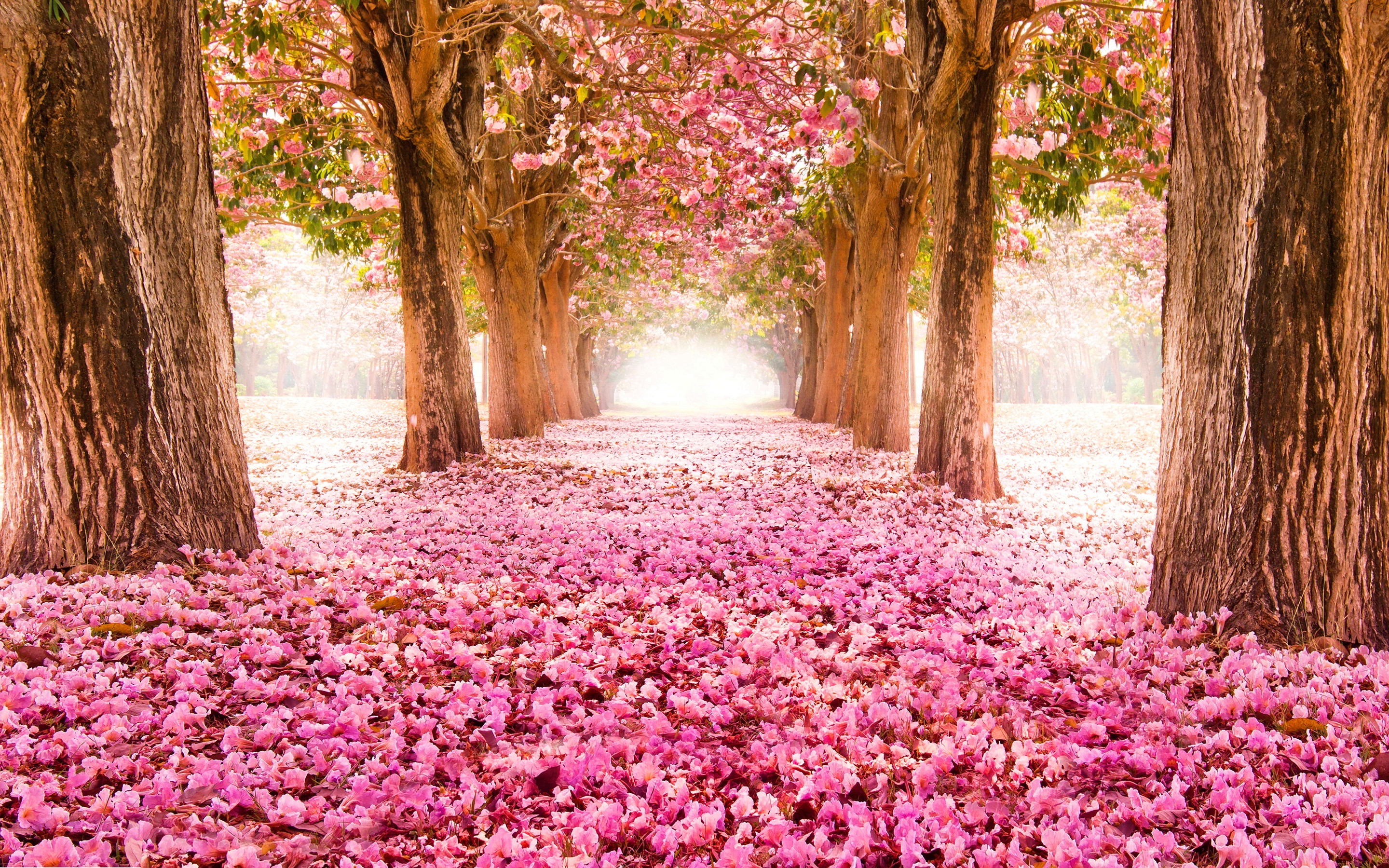 Tree Lined path